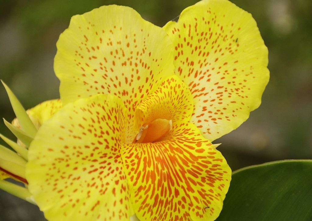 Blumenrohr, Canna, Indisches Blumenrohr, Canna indica, Yellow King Humbert