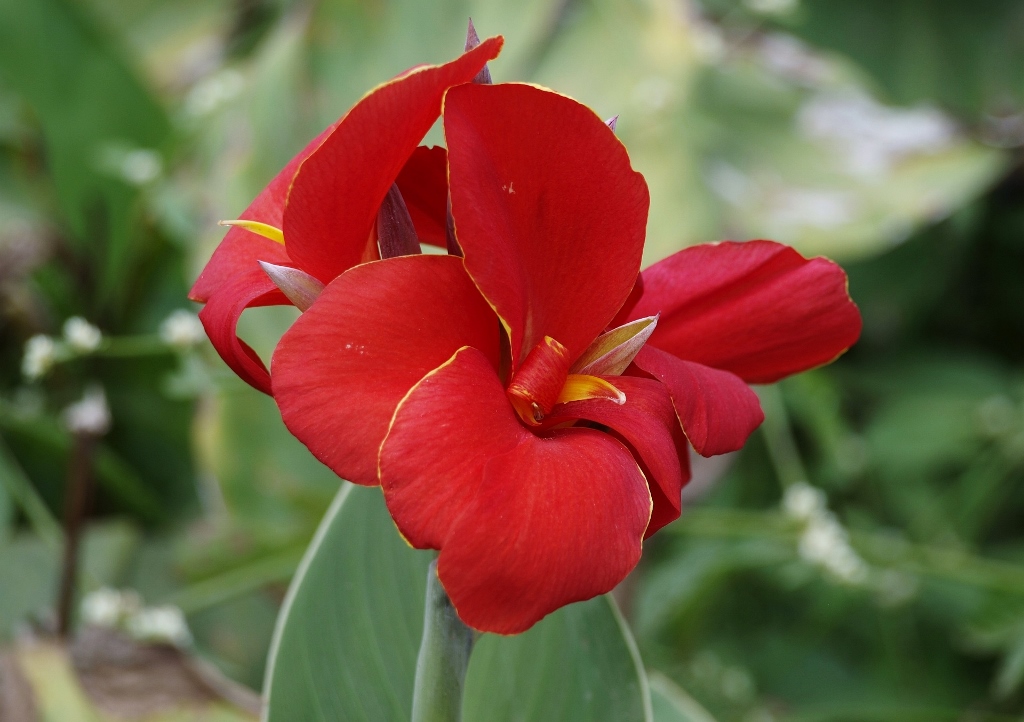 Blumenrohr, Canna, Indisches Blumenrohr, Canna indica, Lucifer