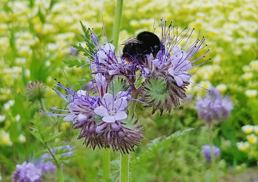 Büschelschön, Bienenweide, Bienenfreund, Büschelblume, Phacelia