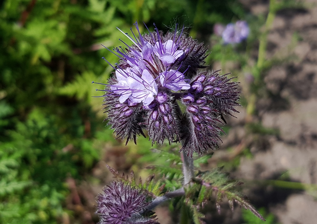 Büschelschön, Bienenweide, Bienenfreund, Büschelblume, Phacelia