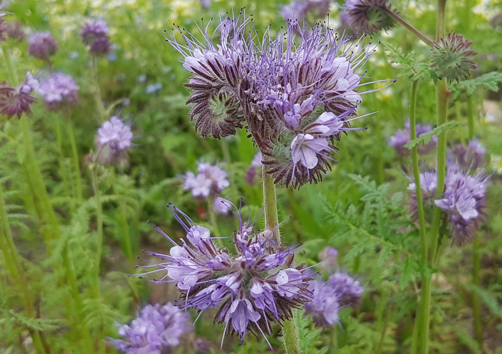 Büschelschön, Bienenweide, Bienenfreund, Büschelblume, Phacelia
