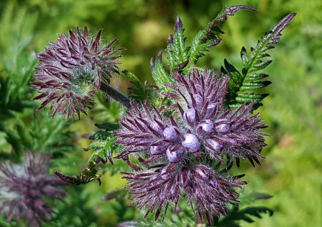 Büschelschön, Bienenweide, Bienenfreund, Büschelblume, Phacelia