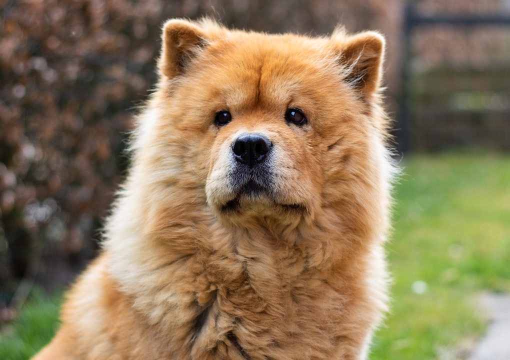 Hund, Hunde, Hunderassen, Chow-Chow