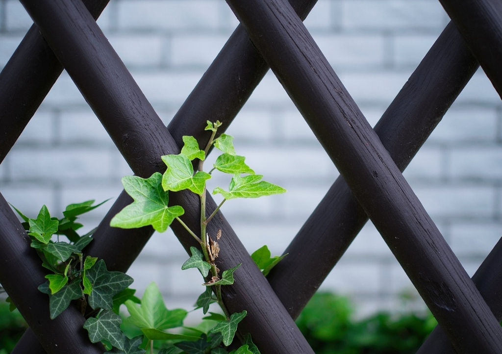 Gartenzaun, Gartenzäune, Zaun, Zäune, Jägerzaun