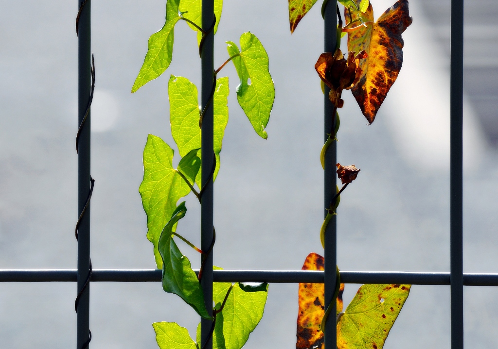 Gartenzaun, Gartenzäune, Zaun, Zäune, Gittermattenzaun, Stabgittermattenzaun