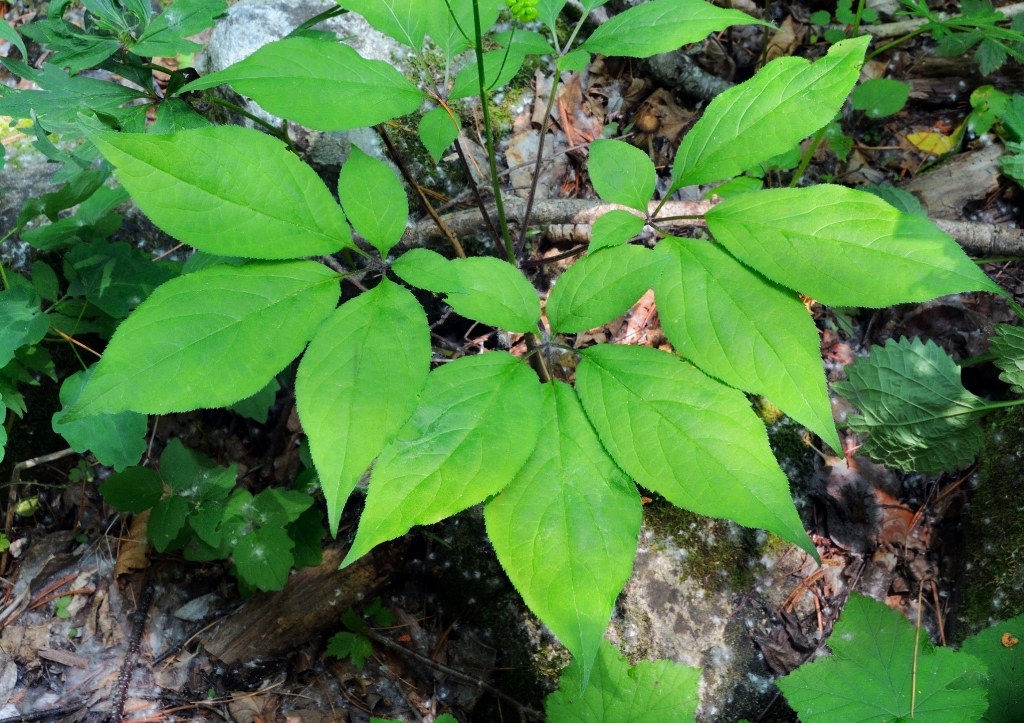 Ginseng, Panax ginseng