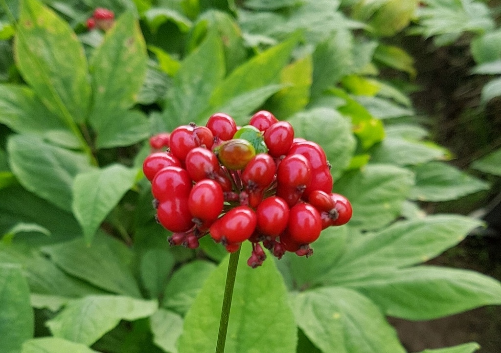 Ginseng, Panax Ginseng, Früchte