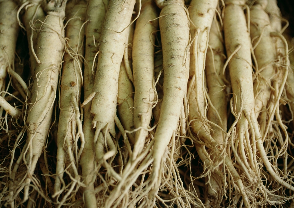 Ginsengwurzel, Ginseng, Ginseng pflanzen