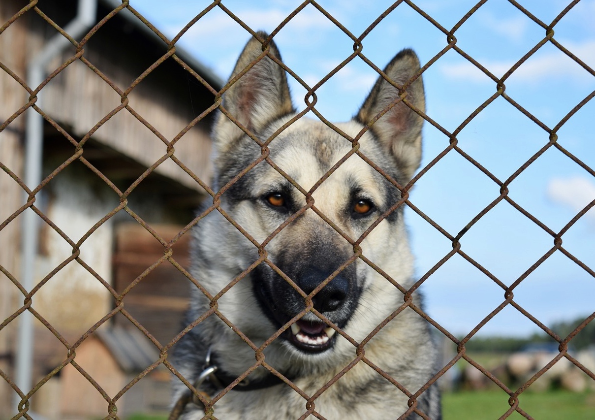 Hundezaun, Hundezäune, Schäferhund, Maschendrahtzaun