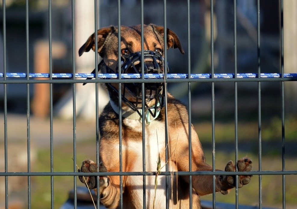 Hundezaun, Hundezäune, Stabmattenzaun, Bulldogge