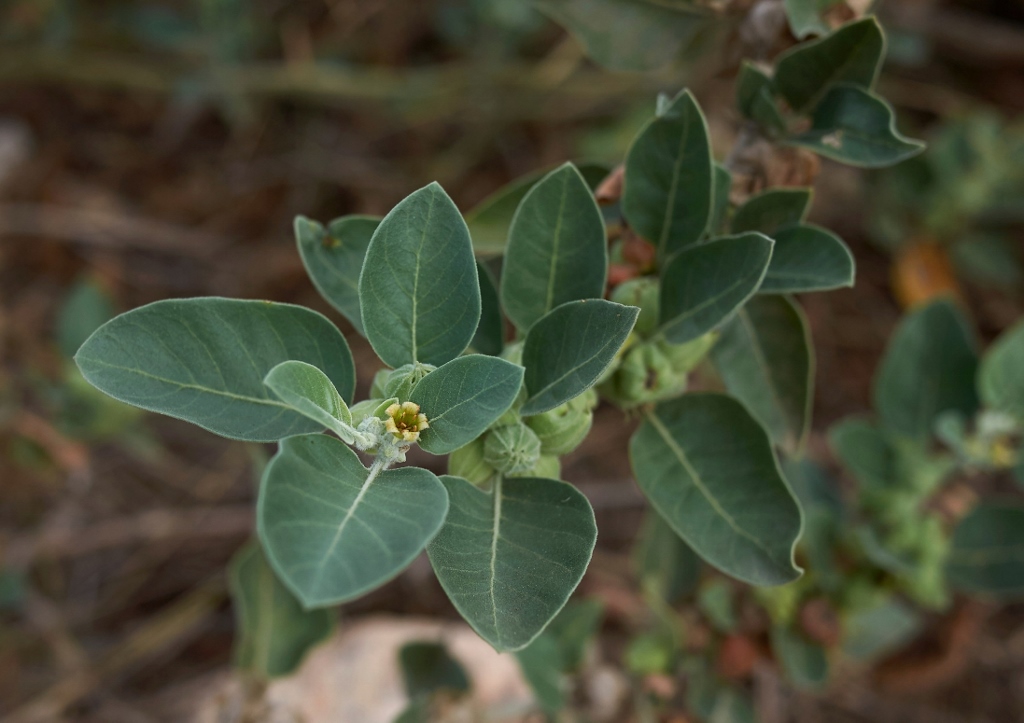 Ashwagandha, Indischer Ginseng, Withania somnifera, pflanzliche Potenzmittel