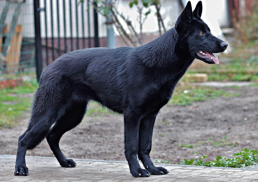 Hund, Hunde, Schäferhund