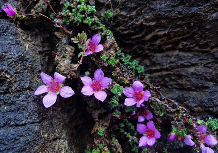 Steinbrech, Saxifraga, Gegenblättriger Steinbrech, Violetter Steinbrech, Berg-Steinbrech, Saxifraga oppositifolia