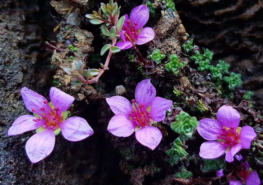 Steinbrech, Saxifraga, Gegenblättriger Steinbrech, Violetter Steinbrech, Berg-Steinbrech, Saxifraga oppositifolia