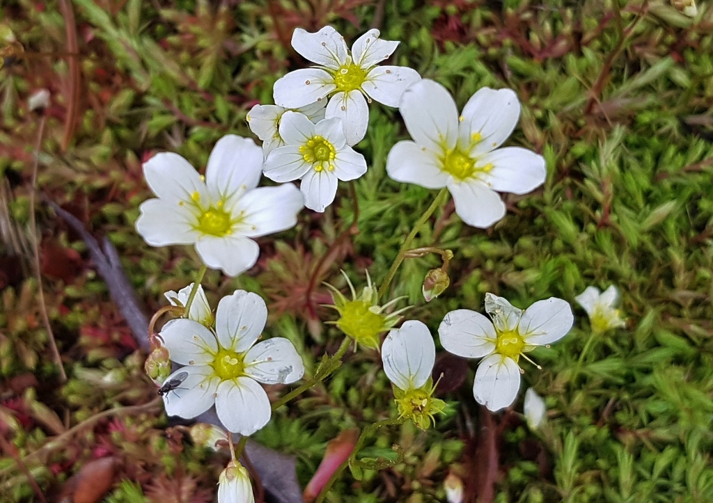 Steinbrech, Saxifraga, Körnchen-Steinbrech, Saxifraga granulata