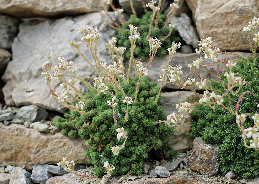 Steinbrech, Saxifraga