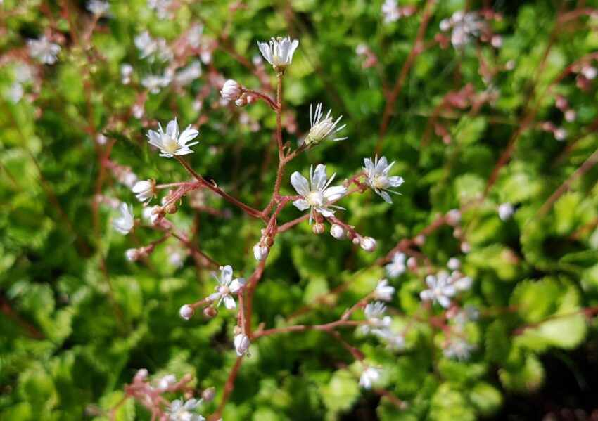 Steinbrech, Saxifraga, Rauhaar-Steinbrech, Saxifraga hirsuta, Verdauungskräuter