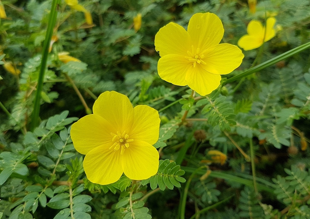 Tribulus terrestris