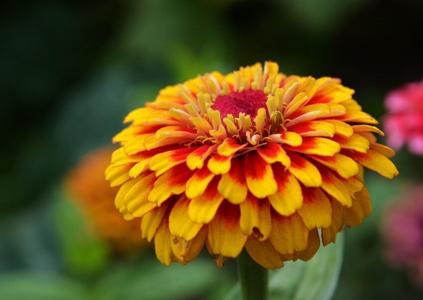 Zinnie, Zinnia, Echte Zinnie, Zinnia elegans, Macarenia