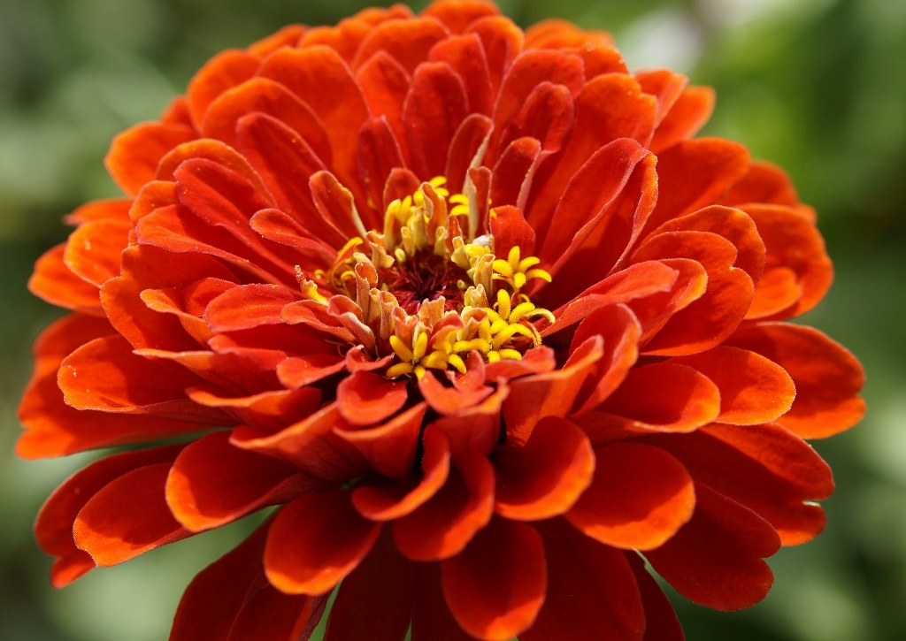 Zinnie, Zinnia, Echte Zinnie, Zinnia elegans, Scarlet Flame