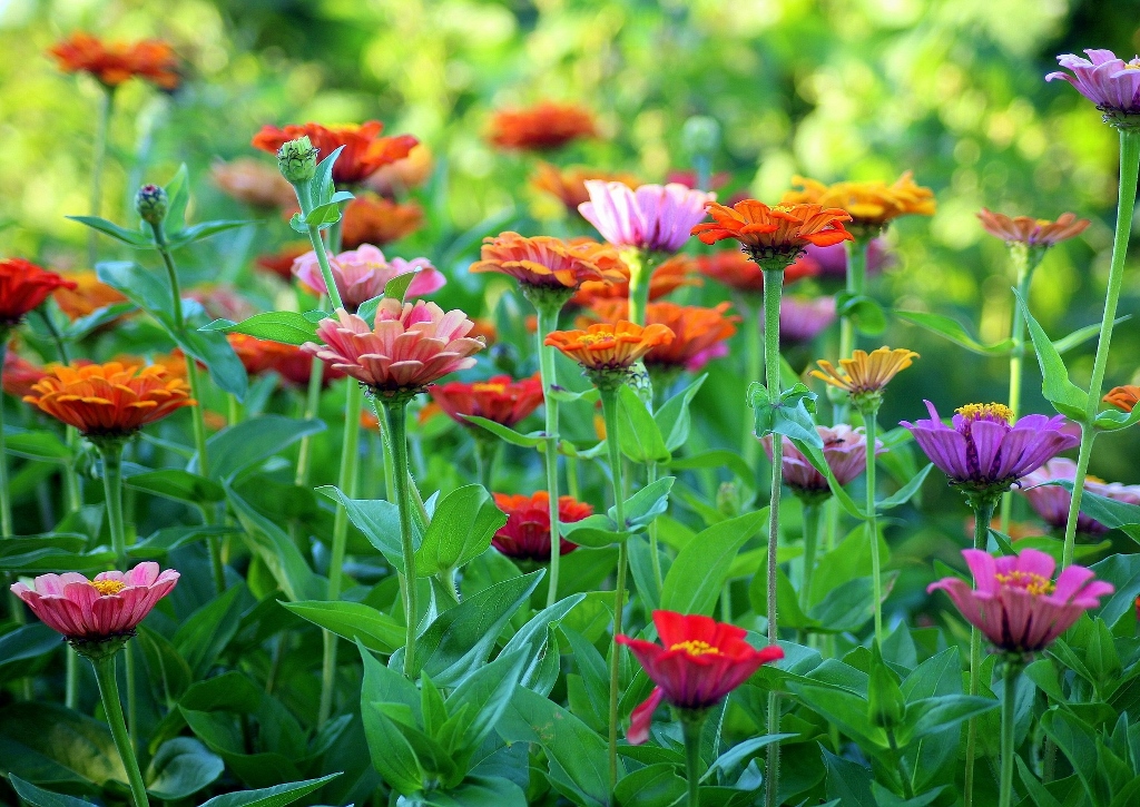Zinnie, Zinnia, Echte Zinnie, Zinnia elegans, 