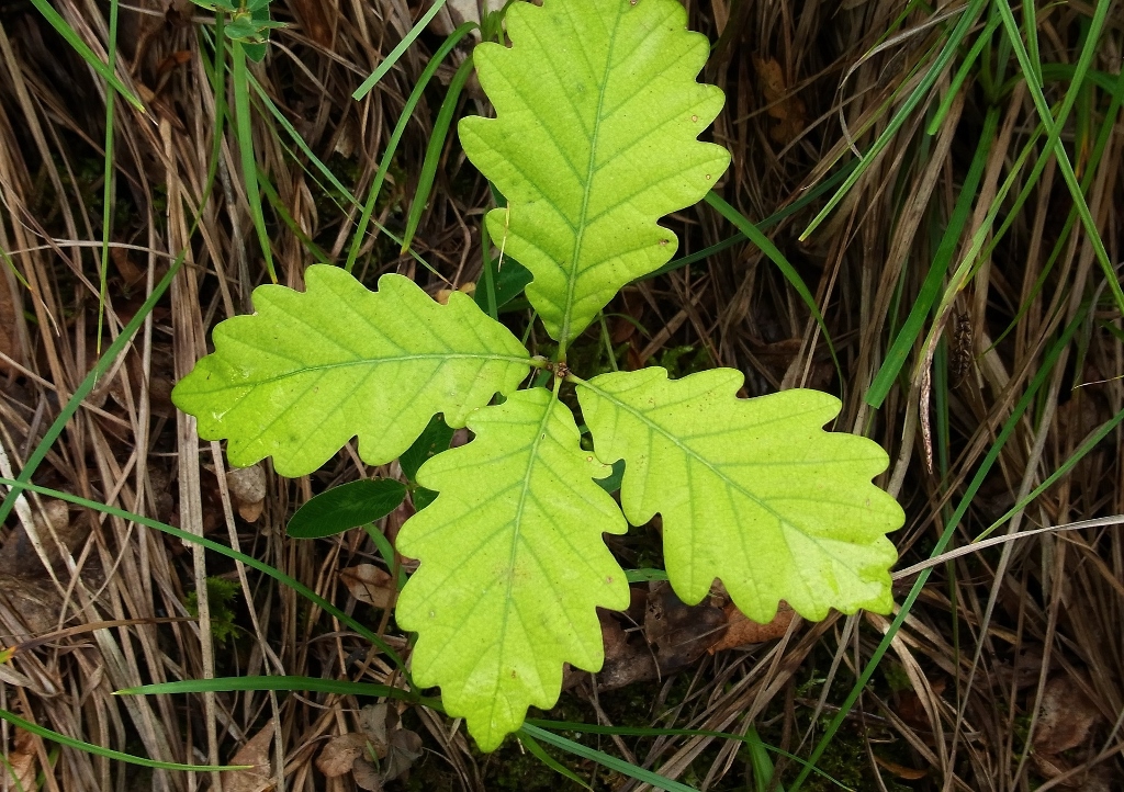Eiche, Eichenlaub, Frühling