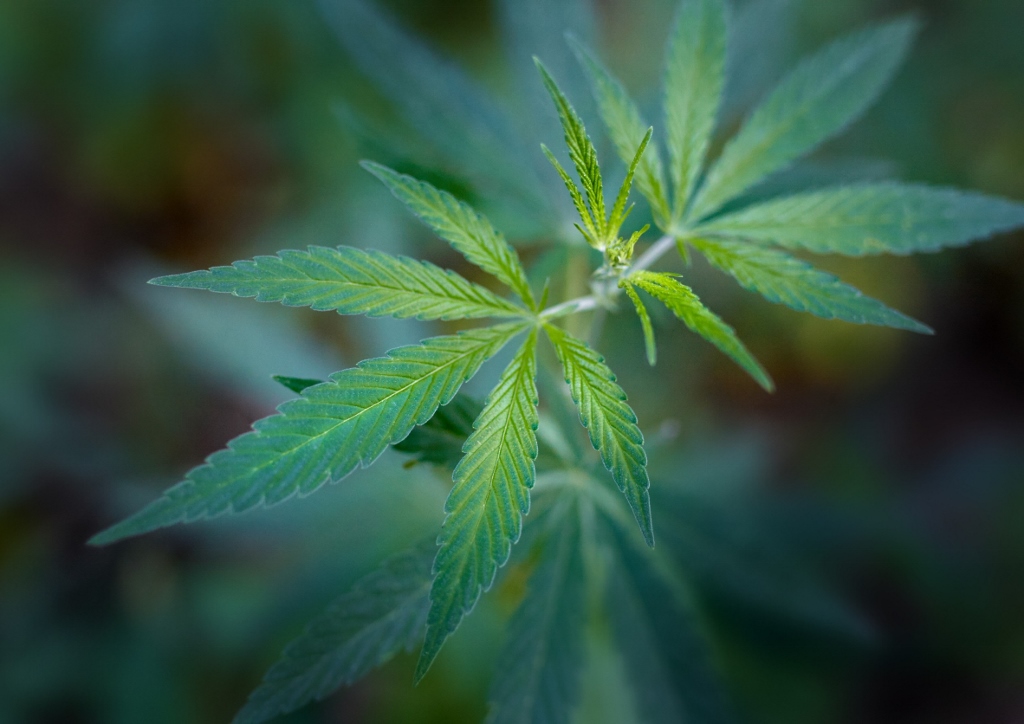 Hanf, Hanfpflanze, Cannabis, Marihuana