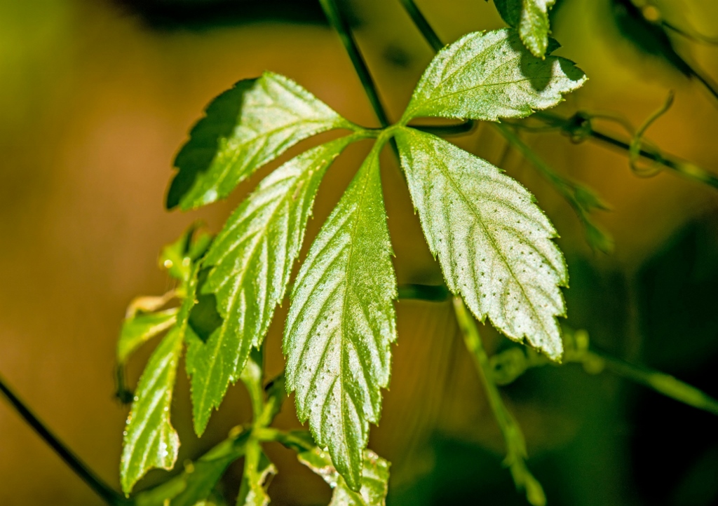 Jiaogulan, Unsterblichkeitskraut, Gynostemma pentaphyllum