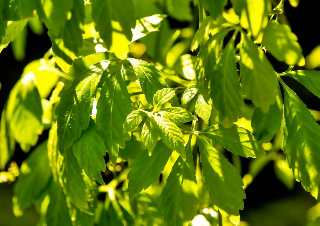 Jiaogulan, Unsterblichkeitskraut, Gynostemma pentaphyllum