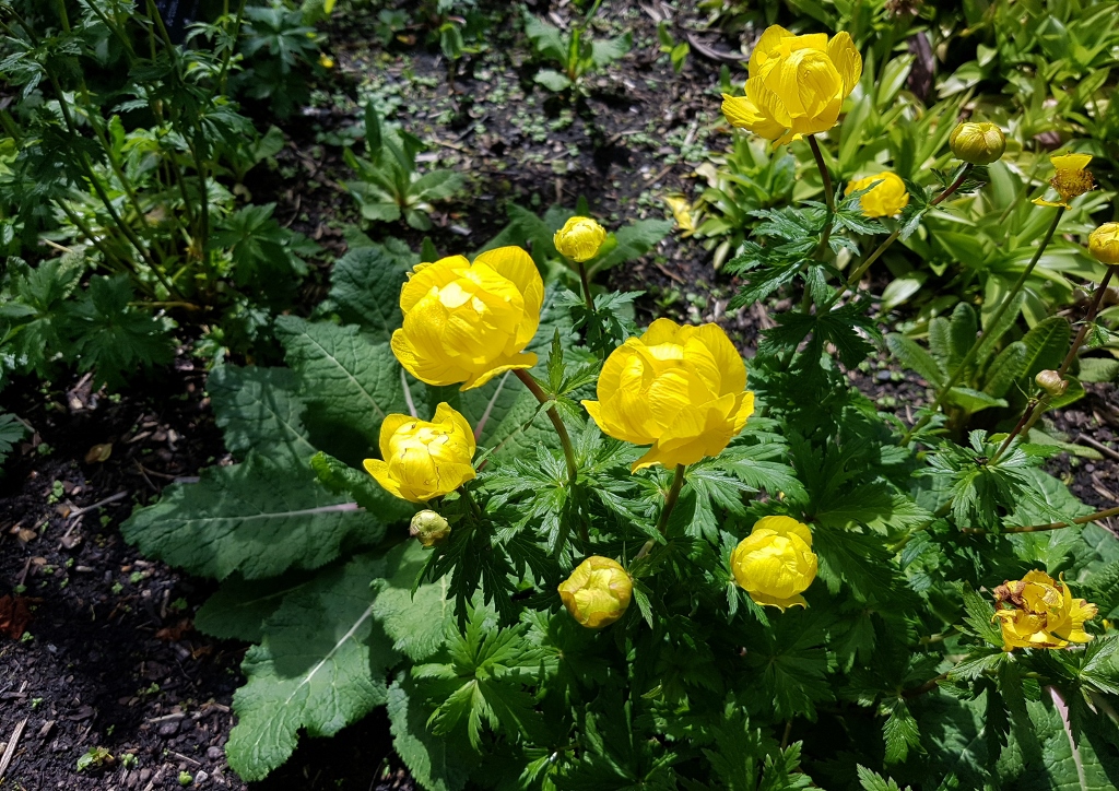Trollblume, Europäische Trollblume, Trollius, Trollius europaeus