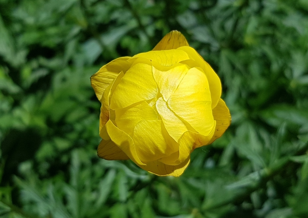 Trollblume, Europäische Trollblume, Trollius, Trollius europaeus