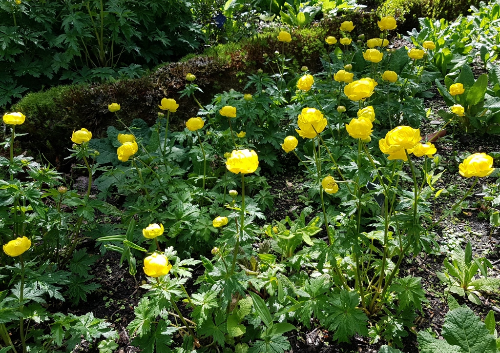 Trollblume, Europäische Trollblume, Trollius, Trollius europaeus