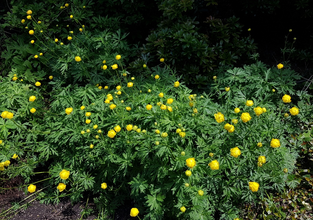 Trollblume, Europäische Trollblume, Trollius, Trollius europaeus