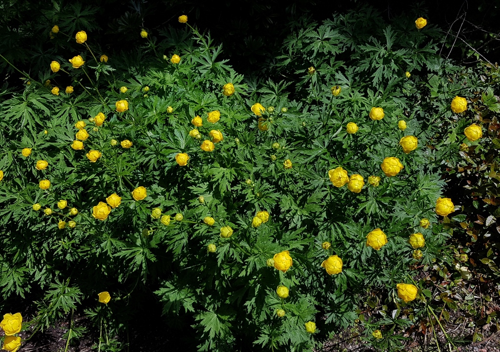 Trollblume, Europäische Trollblume, Trollius, Trollius europaeus