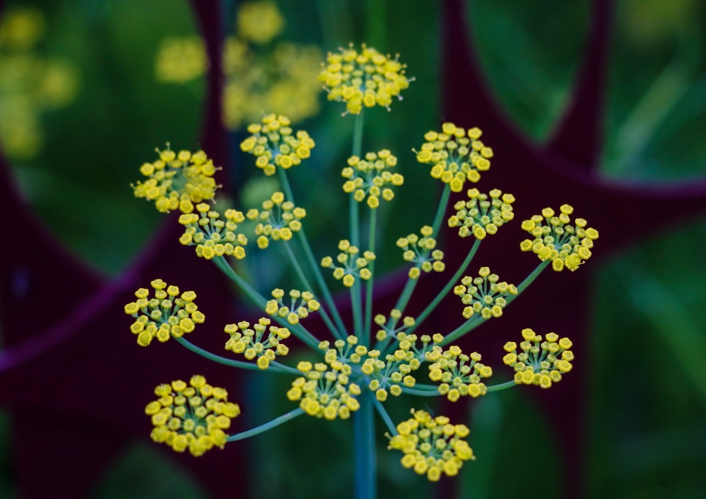 Angelikawurzel, Angelica archangelica