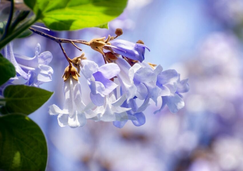 Kiri-Baum, Kaiserbaum, Klimabaum, Blauglockenbaum, Palownia, Palownia tomentosa