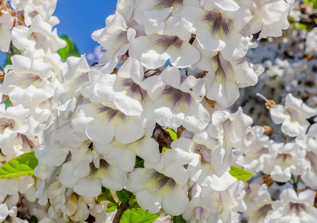 Kiri-Baum, Kaiserbaum, Klimabaum, Blauglockenbaum, Palownia, Palownia tomentosa