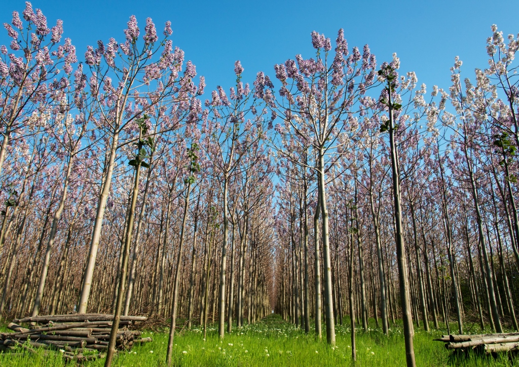 Kiri-Baum, Kaiserbaum, Klimabaum, Blauglockenbaum, Palownia, Palownia tomentosa