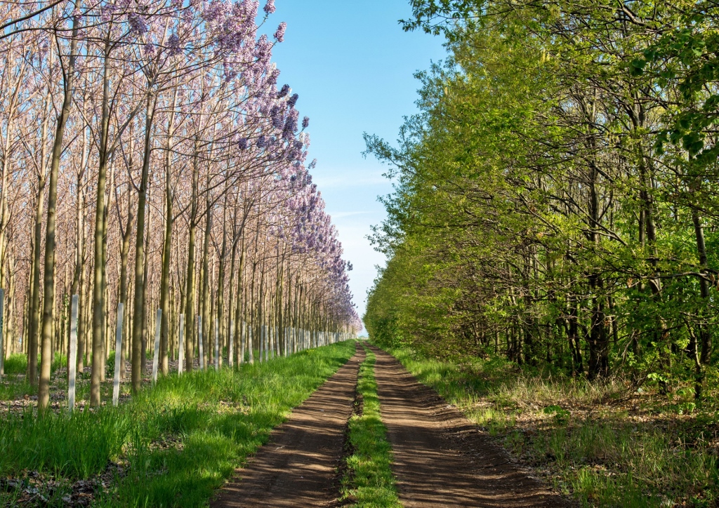 Kiri-Baum, Kaiserbaum, Klimabaum, Blauglockenbaum, Palownia, Palownia tomentosa