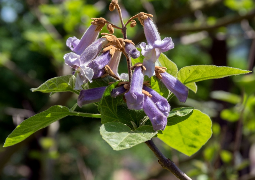 Kiri-Baum, Kaiserbaum, Klimabaum, Blauglockenbaum, Palownia, Palownia tomentosa