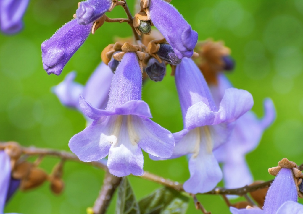 Kiri-Baum, Kaiserbaum, Klimabaum, Blauglockenbaum, Palownia, Palownia tomentosa