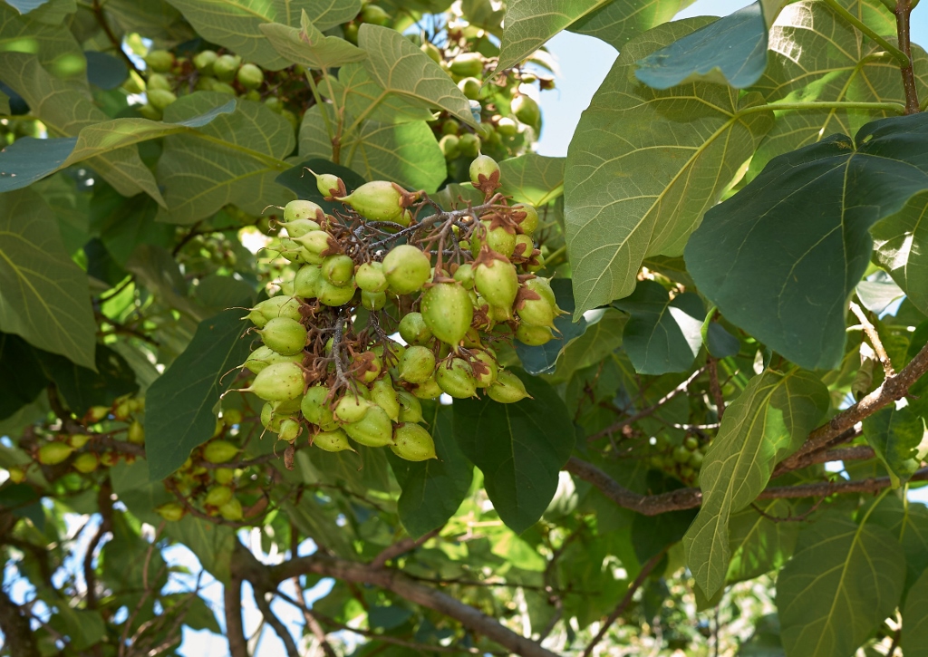 Kiri-Baum, Kaiserbaum, Klimabaum, Blauglockenbaum, Palownia, Palownia tomentosa