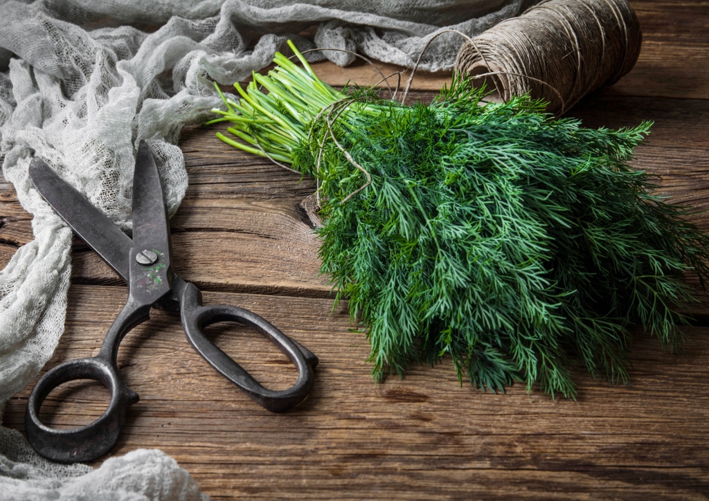 Kräuter ernten, Kräuterernte, Dill, Schere