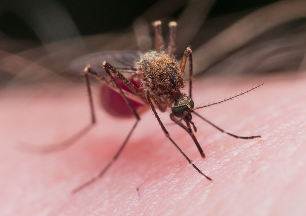 Tropenmücke, Mosquito, Stechmücke
