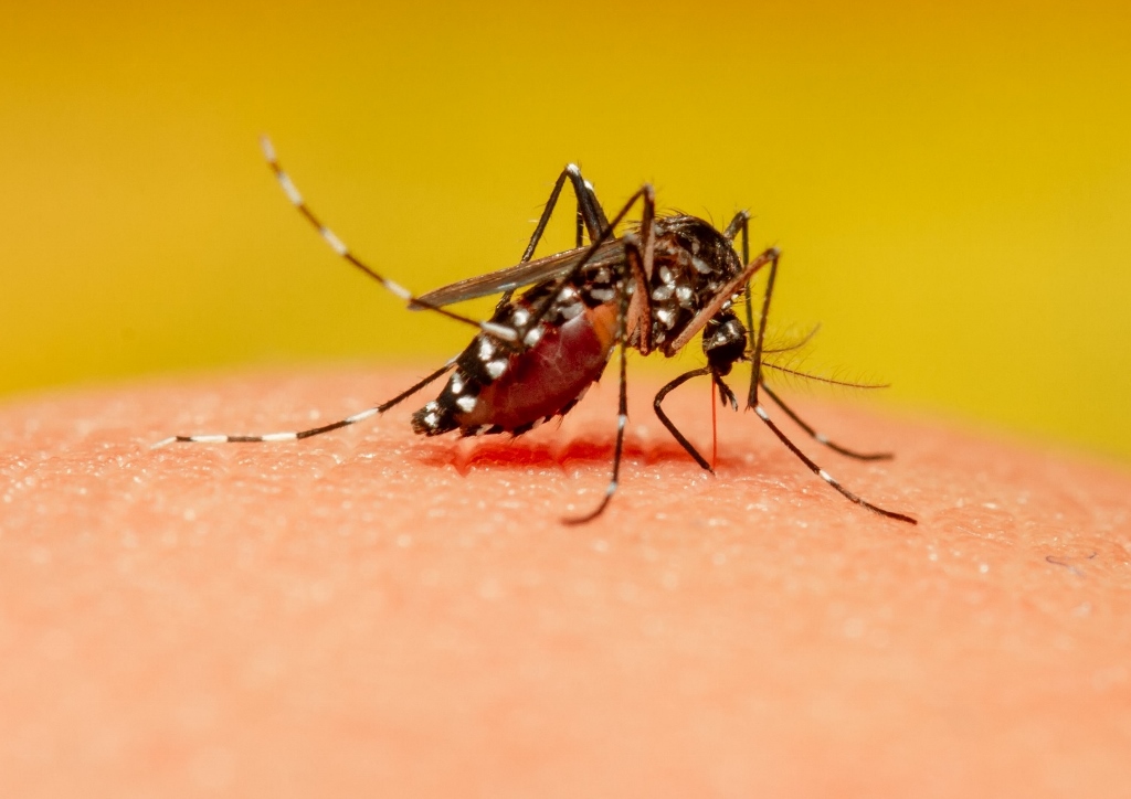 Tigermücke, Stechmücke, Mosquito, Mücke
