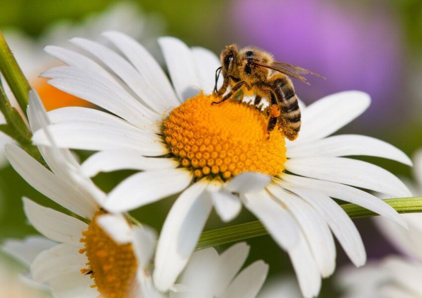 umweltfreundlichen Garten anlegen, bienenfreundlich, Bienen