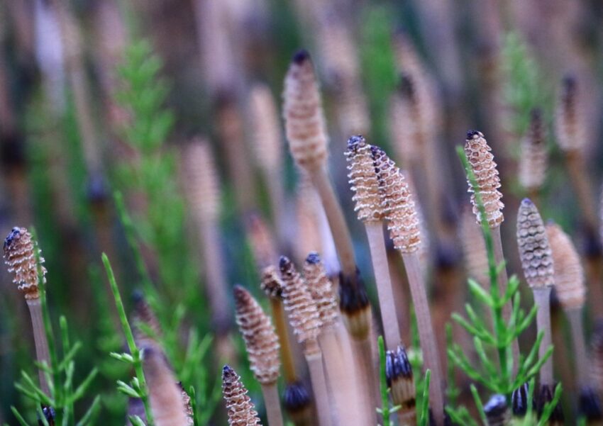 Ackerschachtelhalm, Schachtelhalm, Equisetum, Equisetum arvense, Zinnkraut