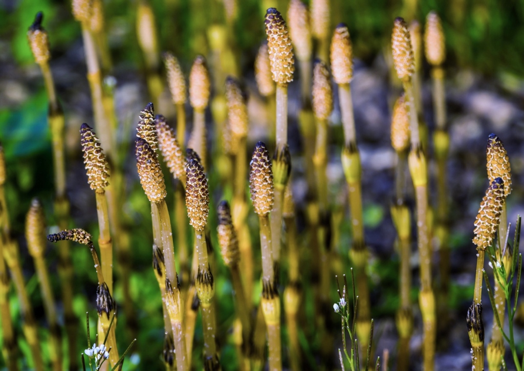Ackerschachtelhalm, Schachtelhalm, Equisetum, Equisetum arvense, Zinnkraut