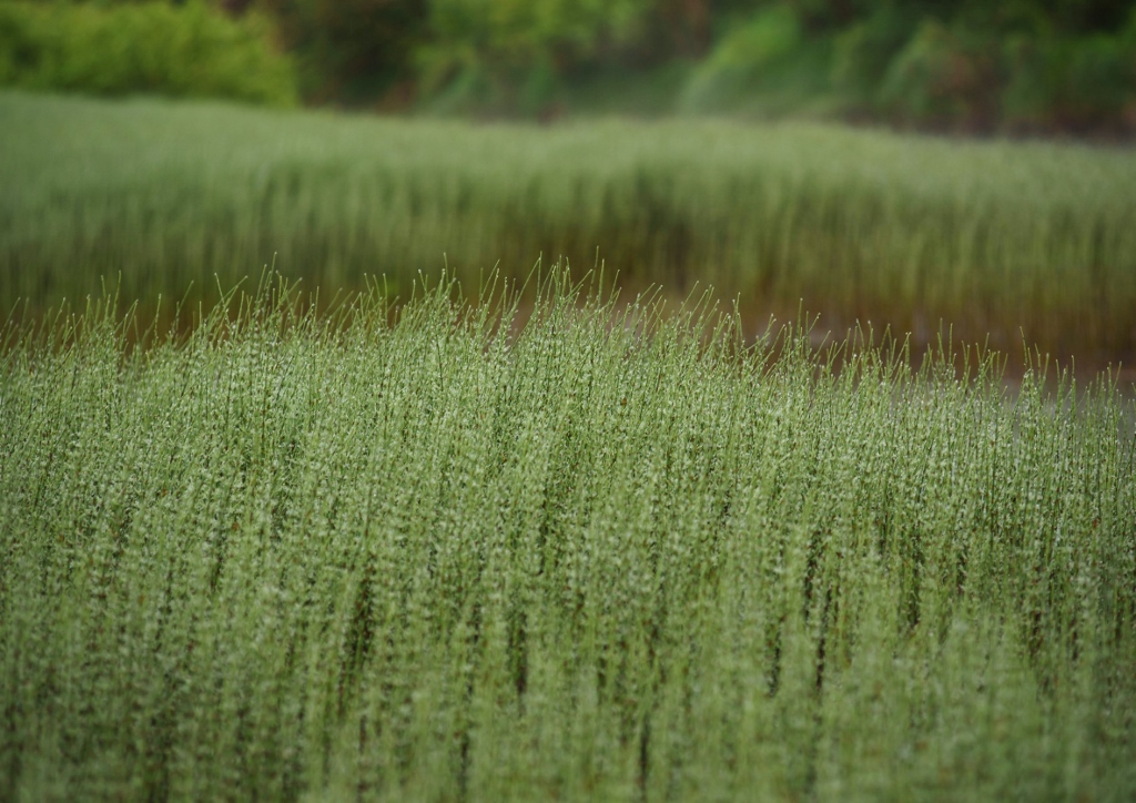 Ackerschachtelhalm, Schachtelhalm, Equisetum, Equisetum arvense, Zinnkraut