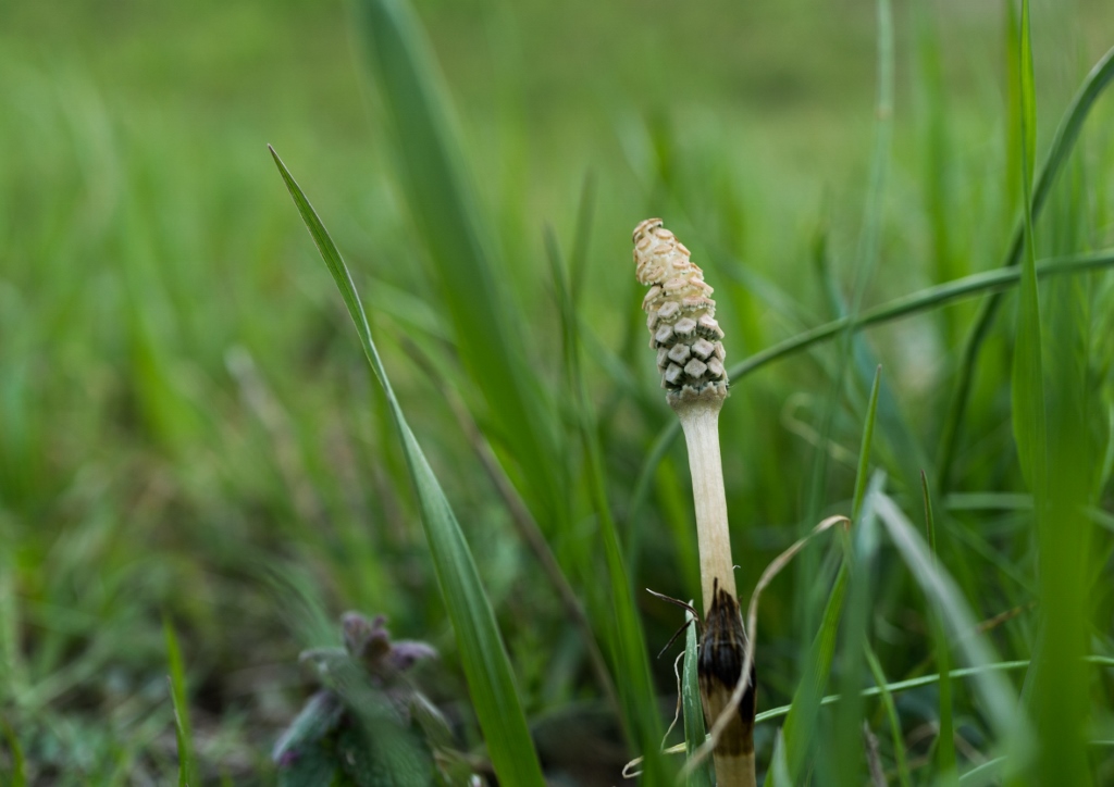 Ackerschachtelhalm, Schachtelhalm, Equisetum, Equisetum arvense, Zinnkraut